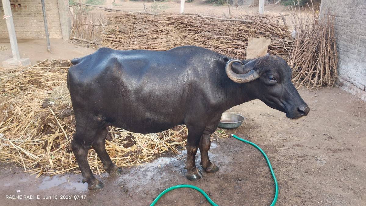 ભેંસ વેચવાની છે