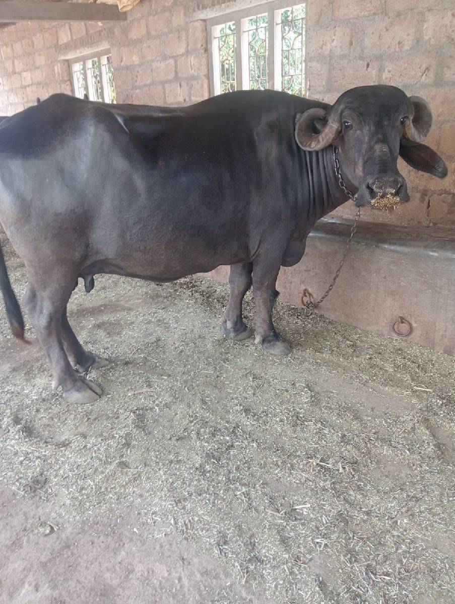 બીજુ વેતર ખળેલી વેચવાની છે