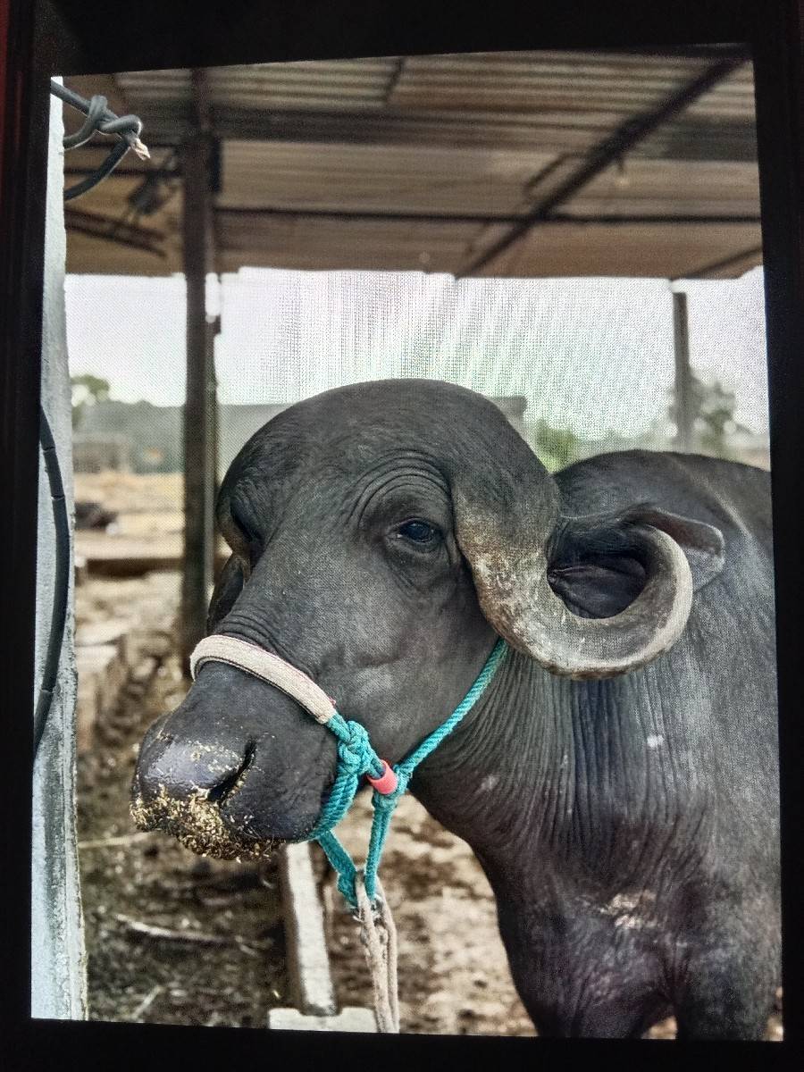 વેસવાનીસેપેલુવેતરમયનાનીકાસી