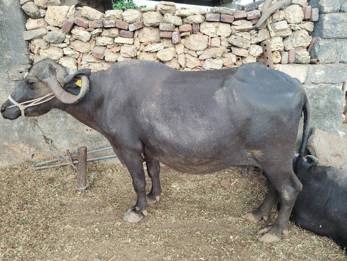 ભેસ
