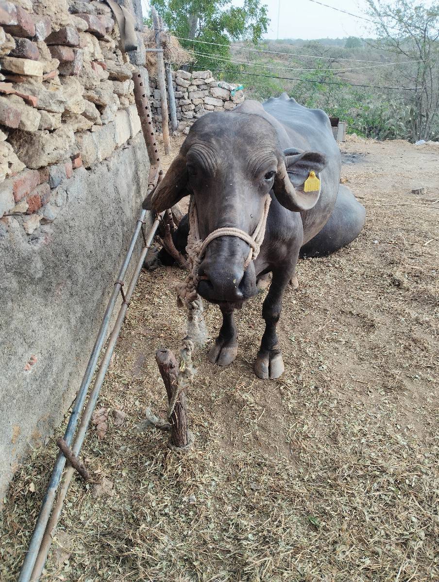 ભેસ