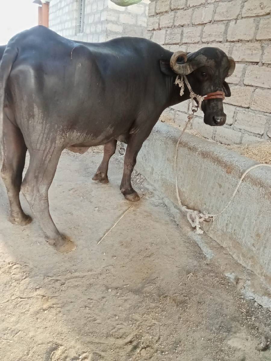 ભેંસ વેચવાની છે