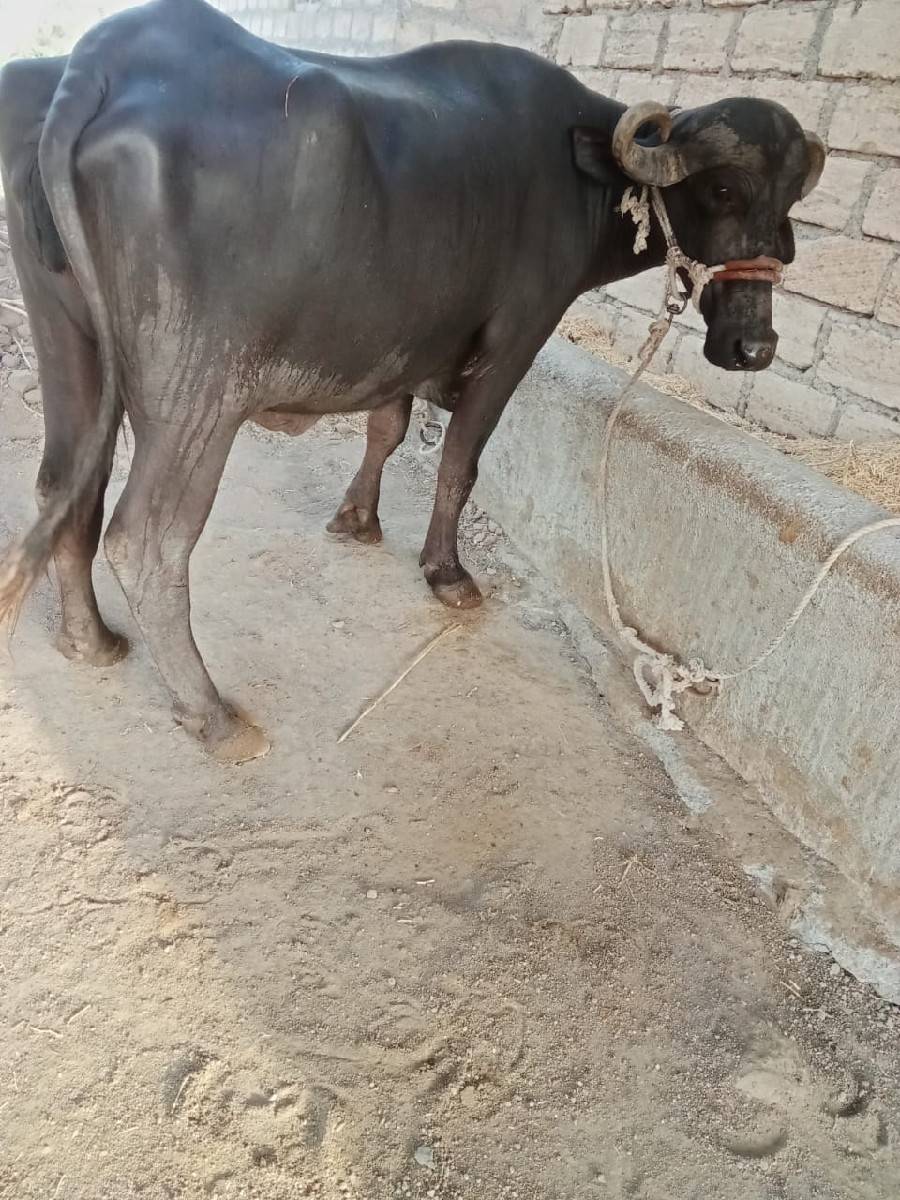 ભેંસ વેચવાની છે