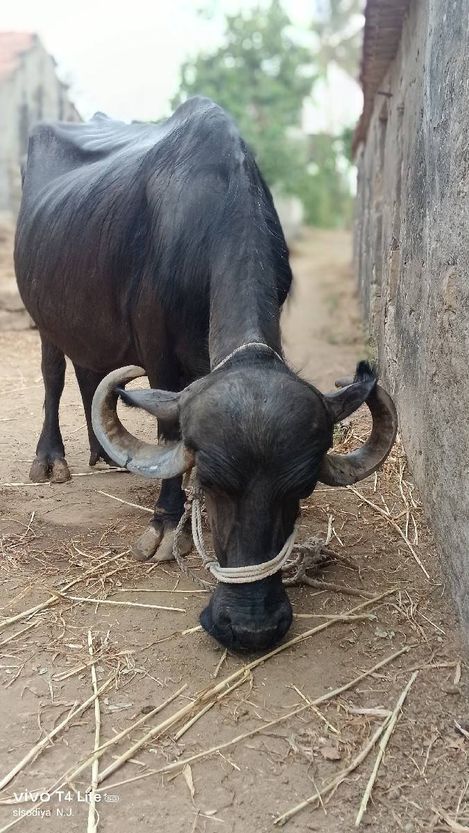 જાફરાબાદી ભેંસ વેચવાની છે