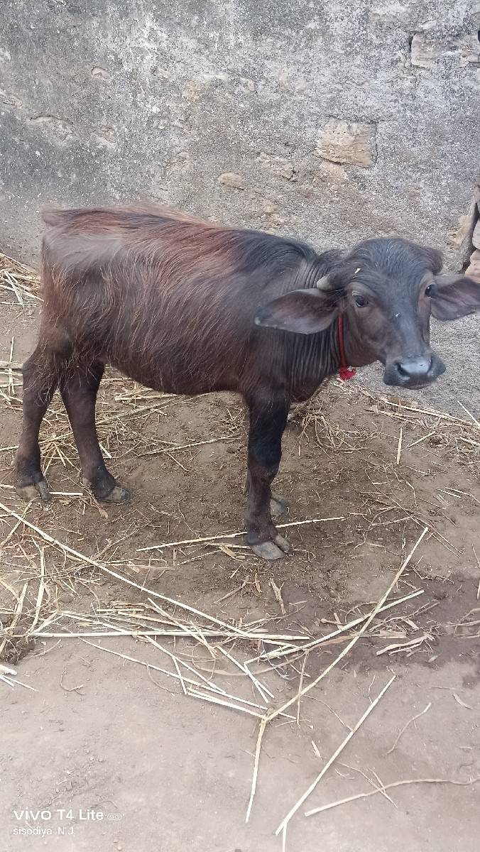 જાફરાબાદી ભેંસ વેચવાની છે