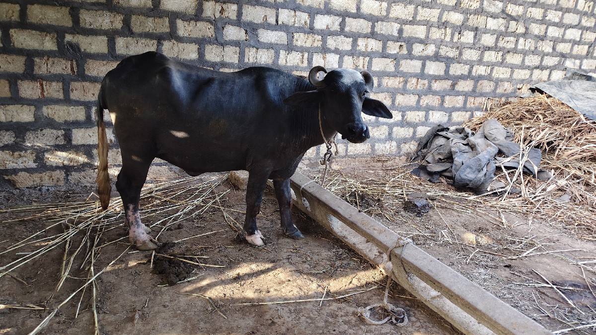 પેલા વેતરની