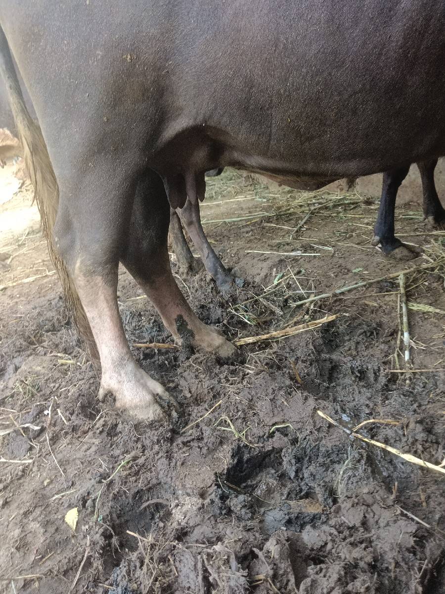 ભેંસ વેચવાની છે