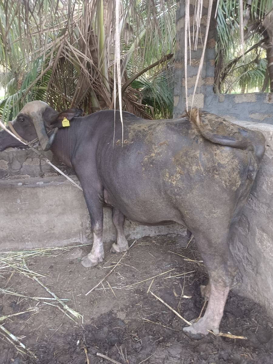 ભેંસ વેચવાની છે