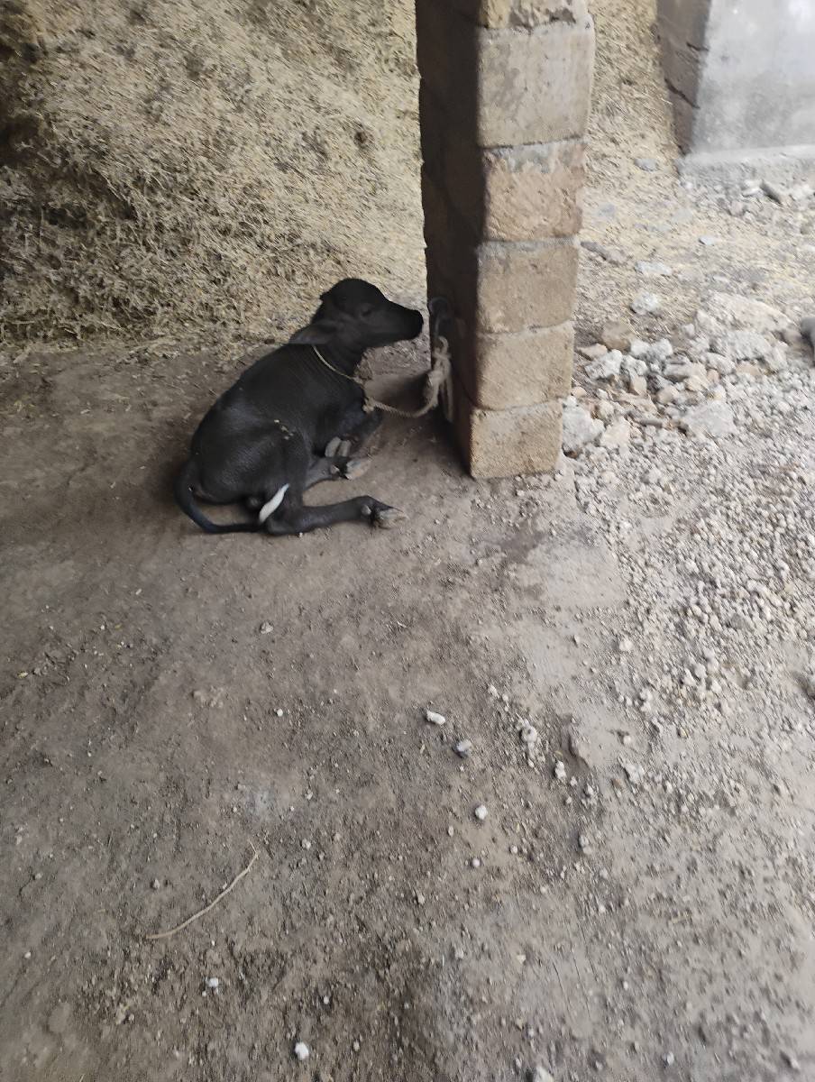 ભેંશ વેચવાની છે.