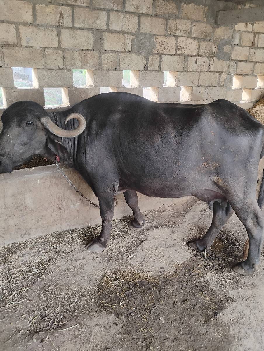ભેંશ વેચવાની છે.