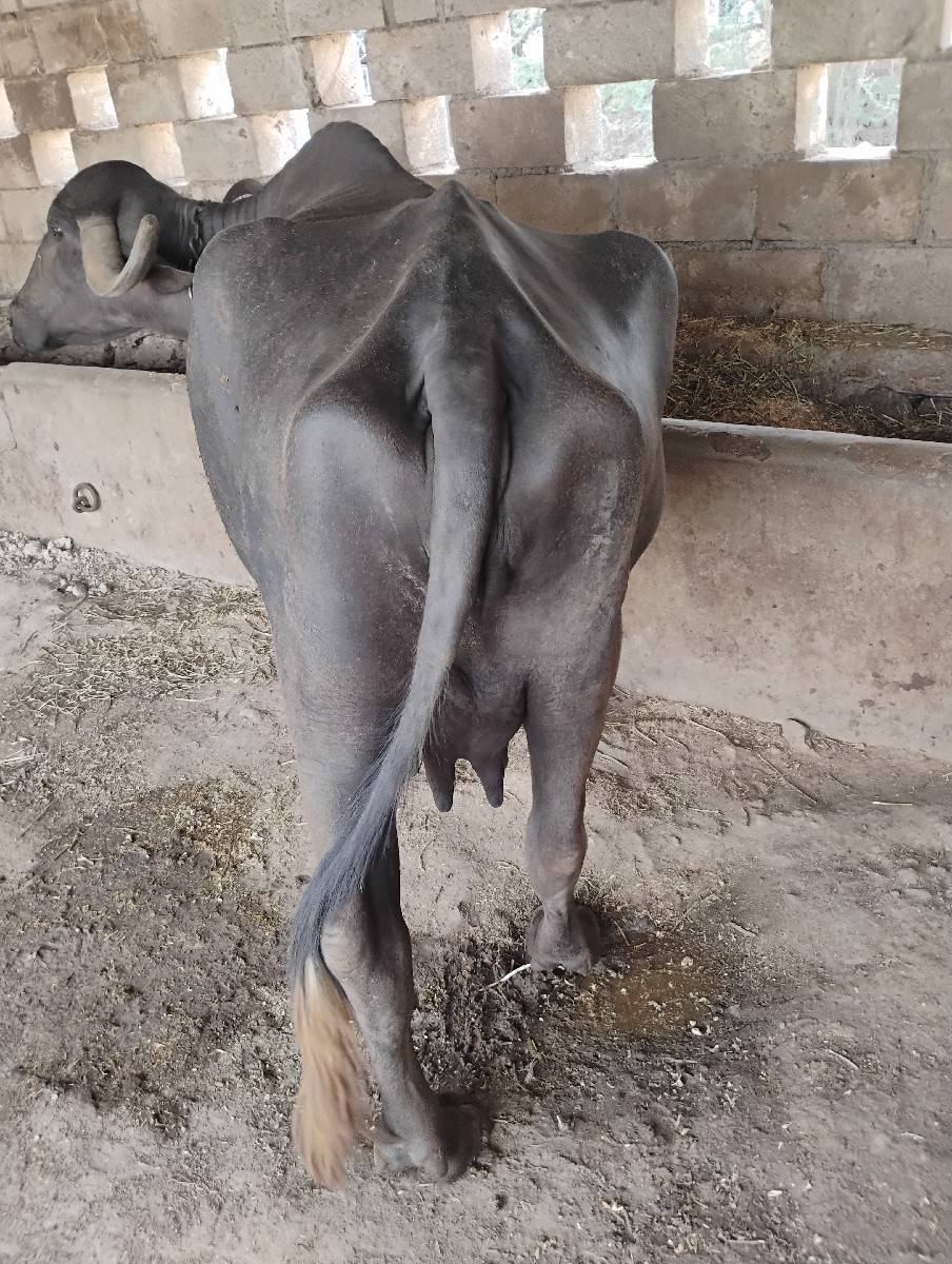 ભેંશ વેચવાની છે.