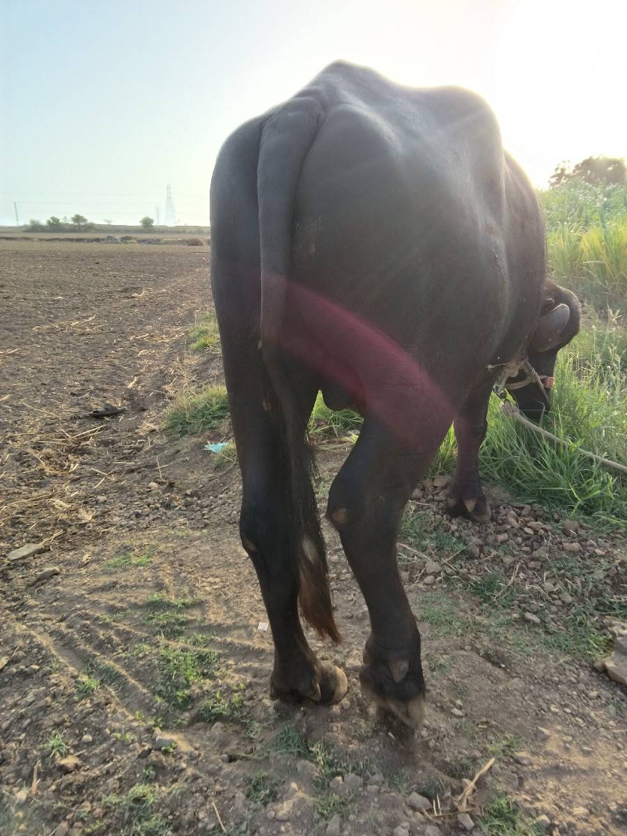 પાડો વેચવાનો છે