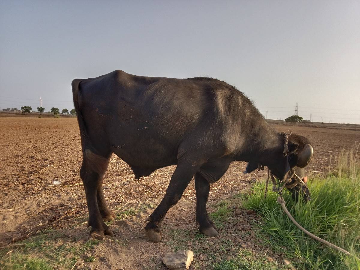 પાડો વેચવાનો છે