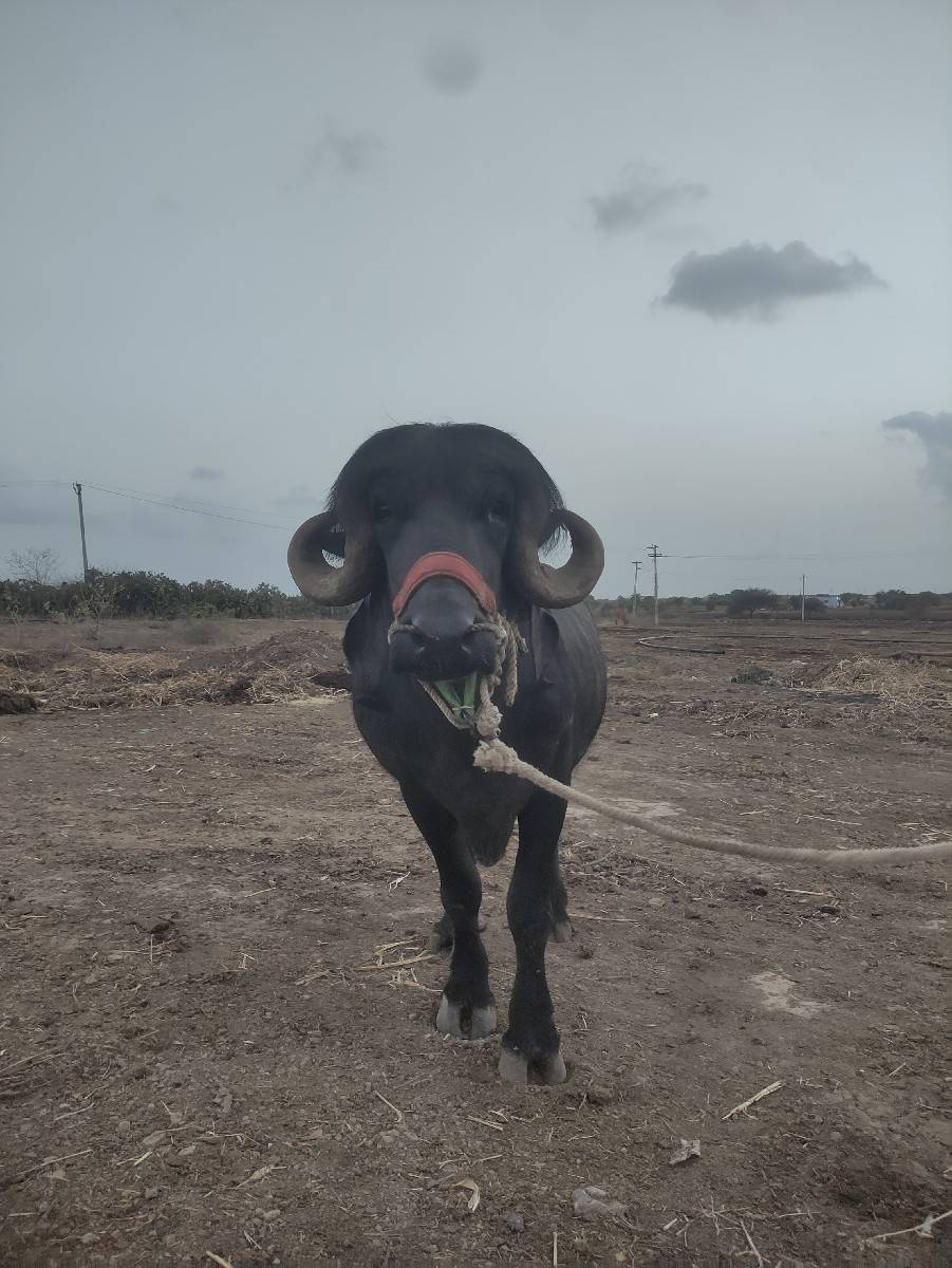 પાડો વેચવાનો છે