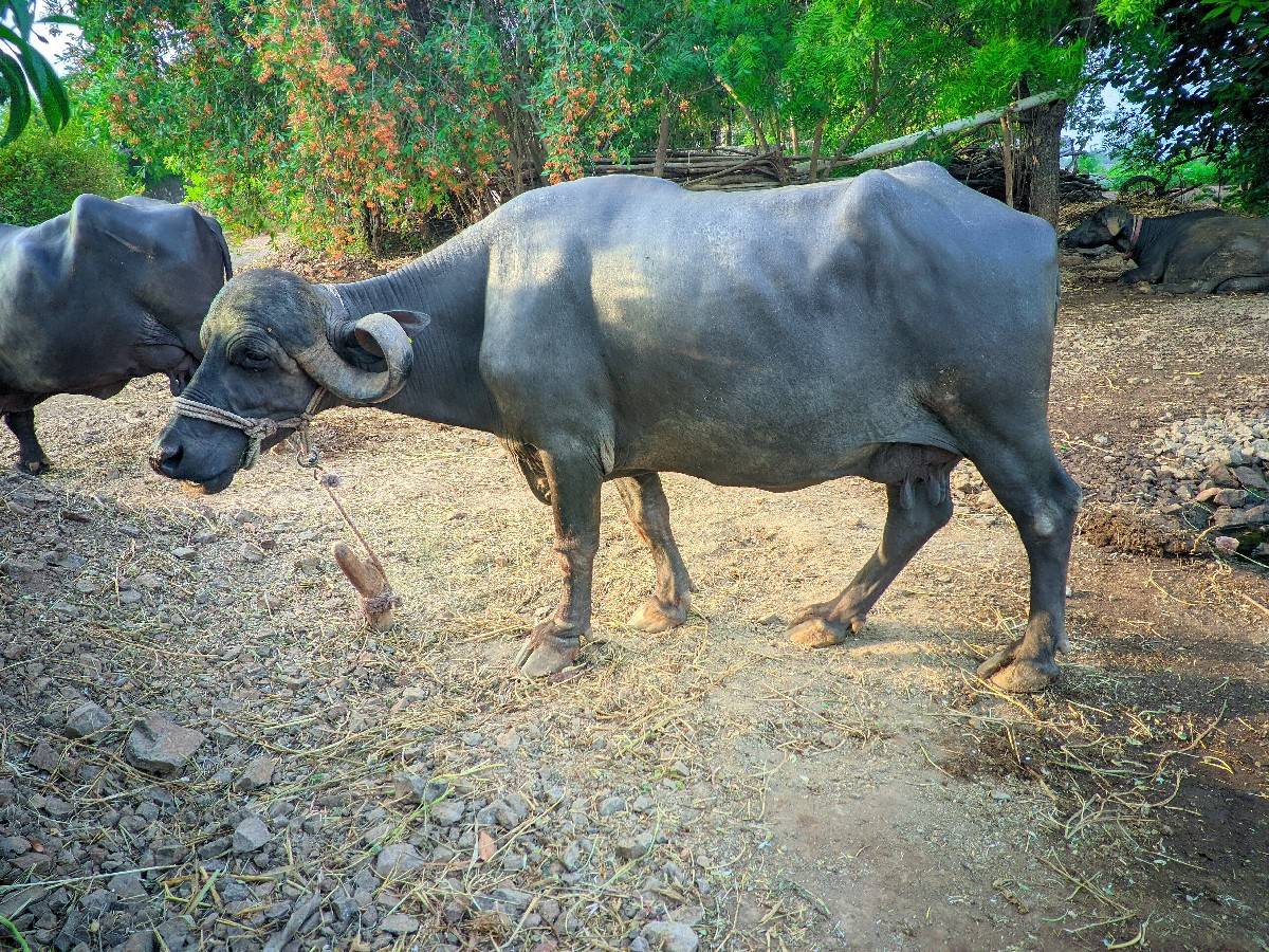 ભેંસ વેચવાની છે