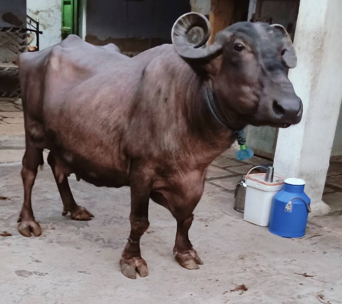 ભેંસ વેચવાની છે