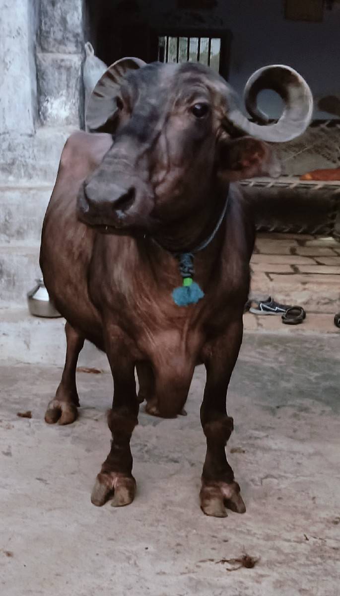 ભેંસ વેચવાની છે