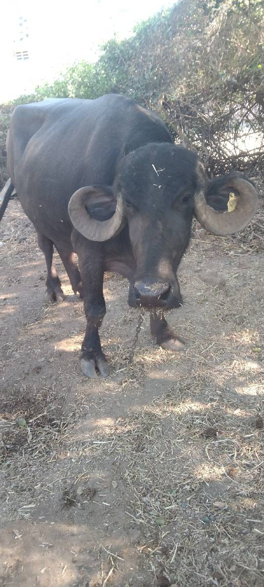 બીજુવેતાર