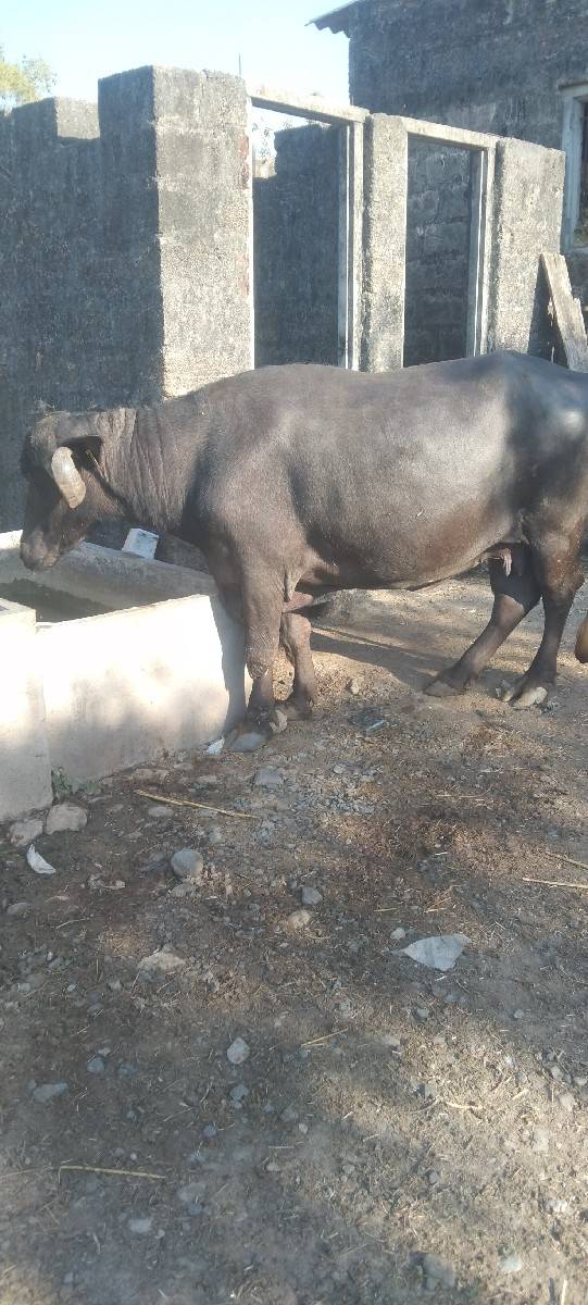 બીજુવેતાર