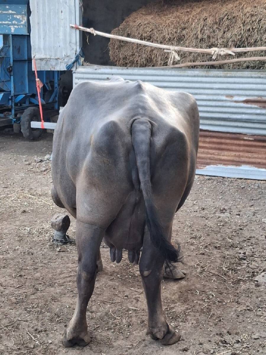 જાફરાબાદી  ભેસ
 વેચવાની  છે.