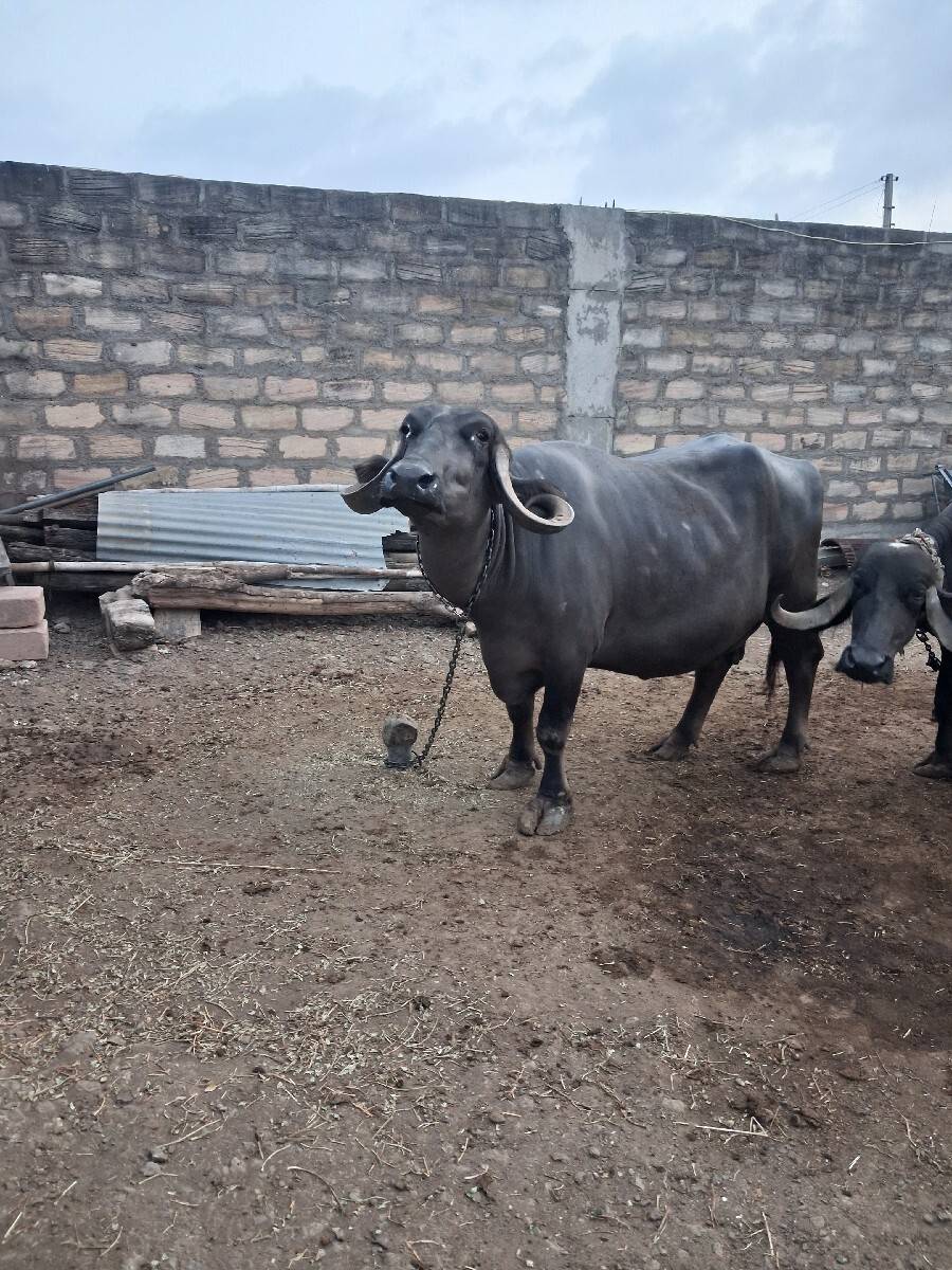 જાફરાબાદી  ભેસ
 વેચવાની  છે.