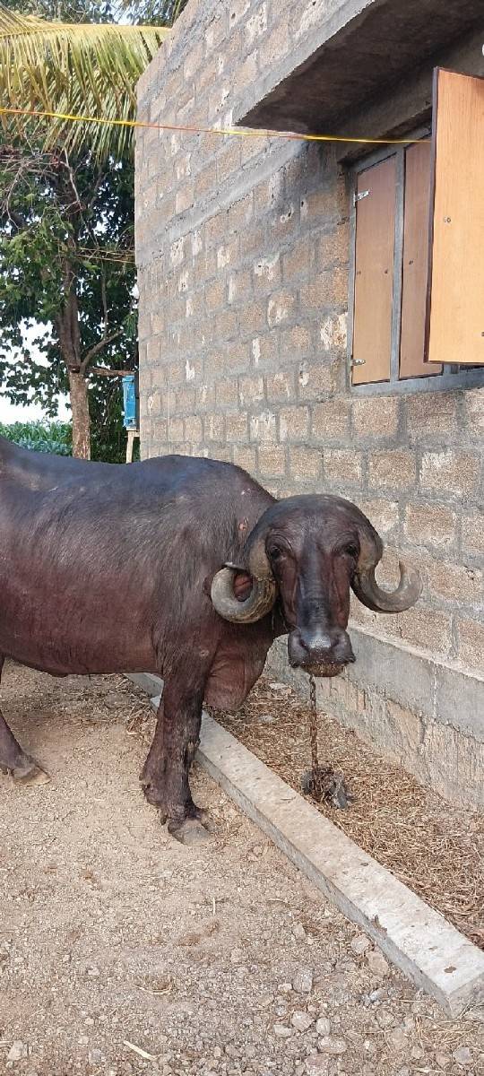 જાફરાબાદી ખડાય વેચવાની 1 વેતર