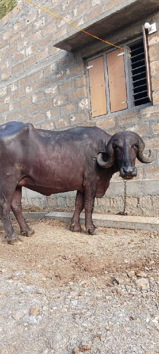 જાફરાબાદી ખડાય વેચવાની 1 વેતર