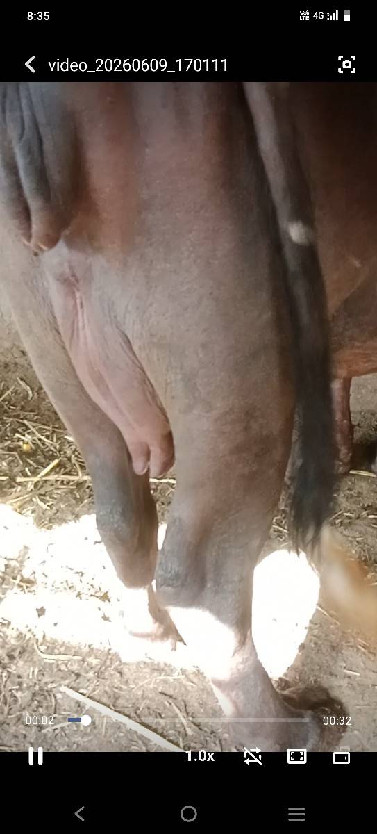 આઠ દસ દિવસની વાર