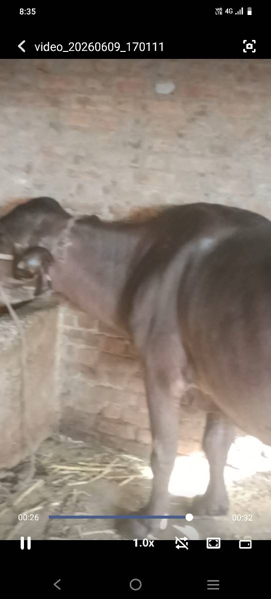 આઠ દસ દિવસની વાર