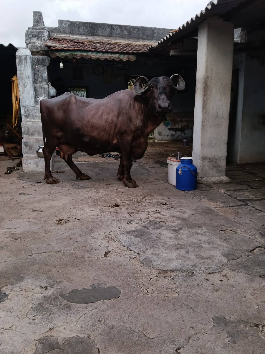 ભેંસ વેચવાની છે