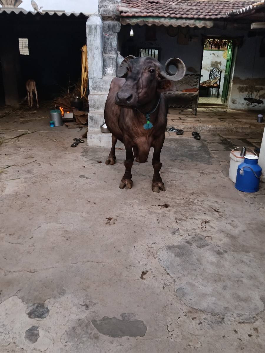 ભેંસ વેચવાની છે