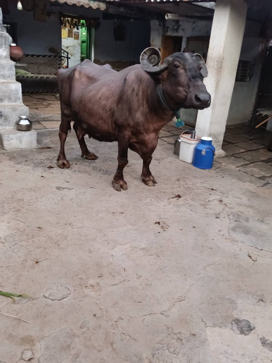 ભેંસ વેચવાની છે
