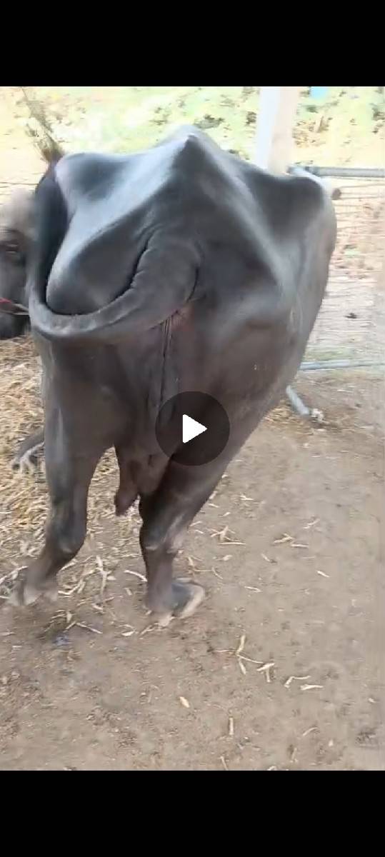 ભેંશ વેચવાની છે