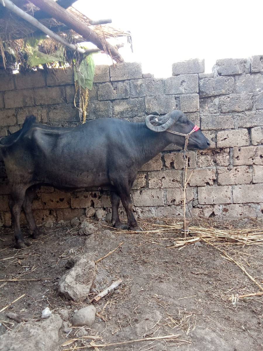 ભેંસ વેચવાની છે