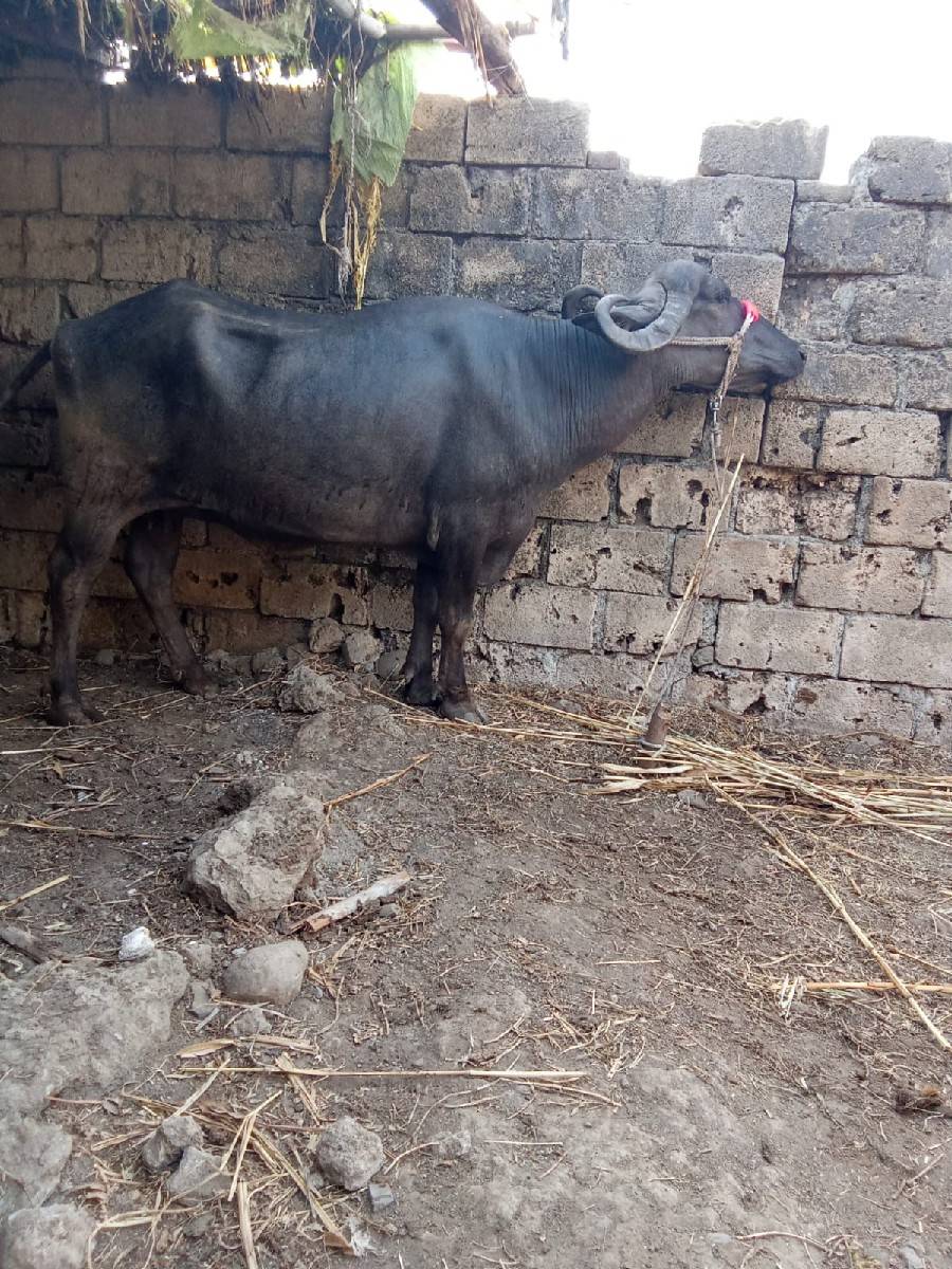 ભેંસ વેચવાની છે