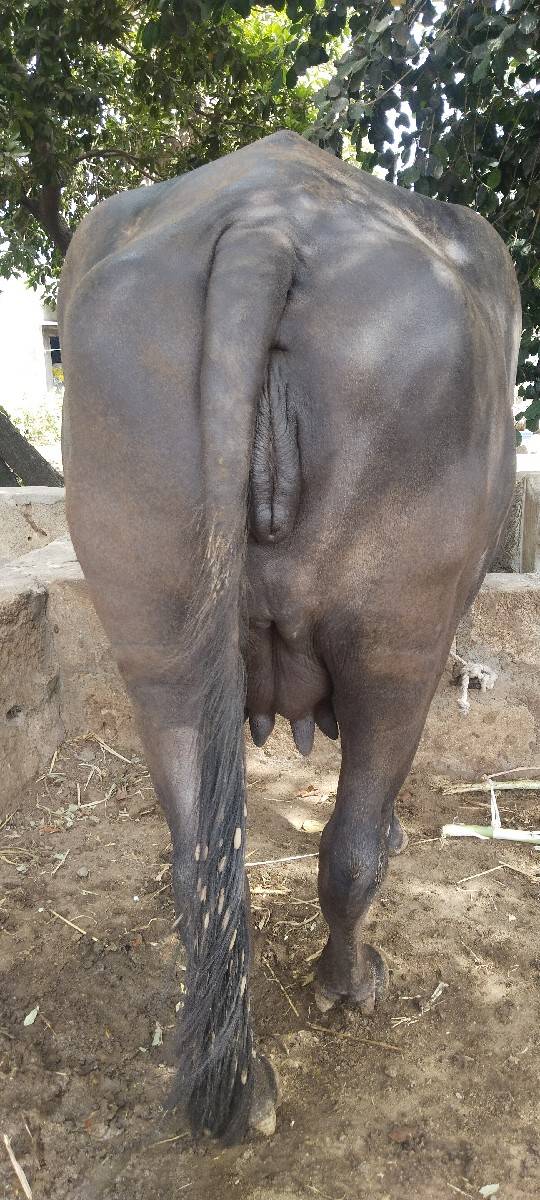 ખળેલી વેચવાની છે