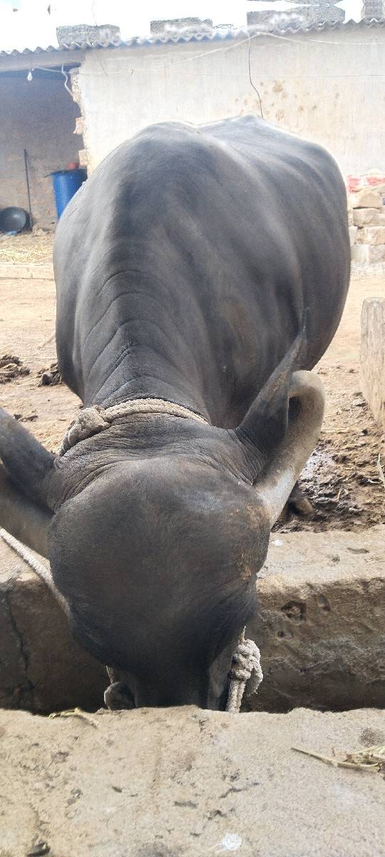 ખળેલી વેચવાની છે