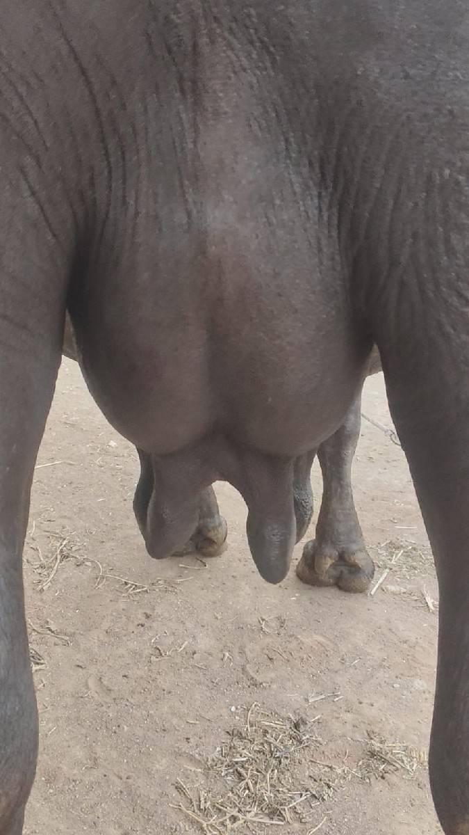 ભેંસ વેચવાની છે