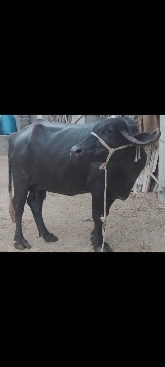 ભેંસ વેચવાની છે