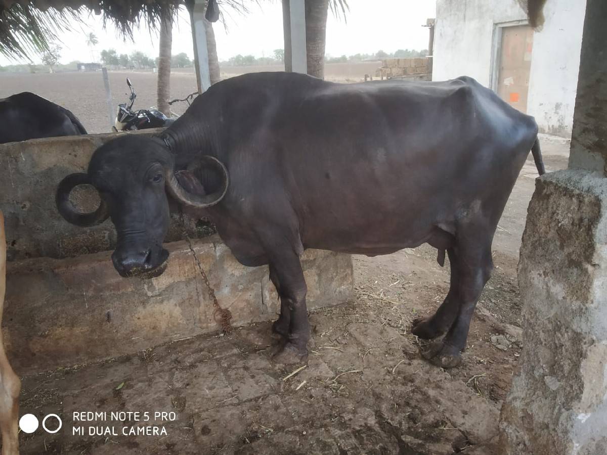 ભેંસ વેચવાની છે
