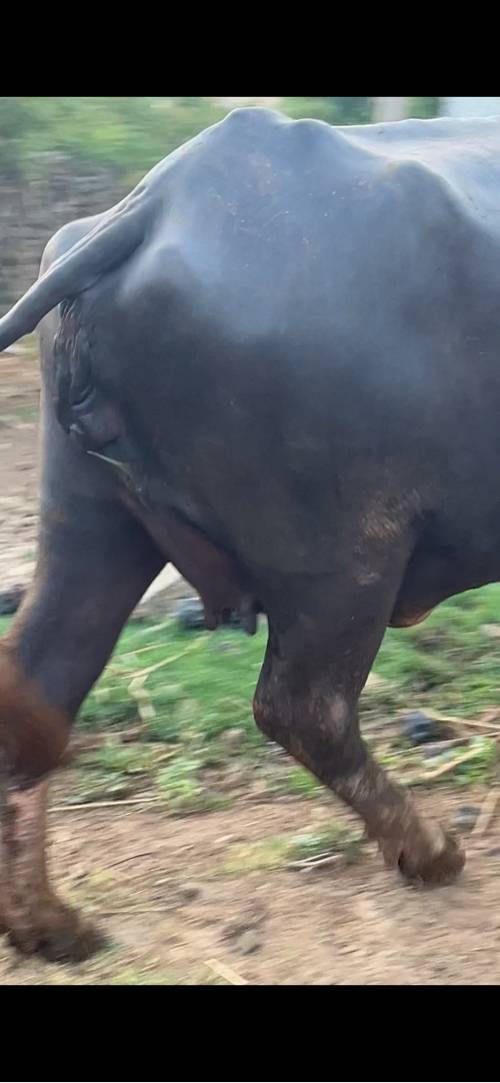 પેલું વેતર બધી જવાબદારી