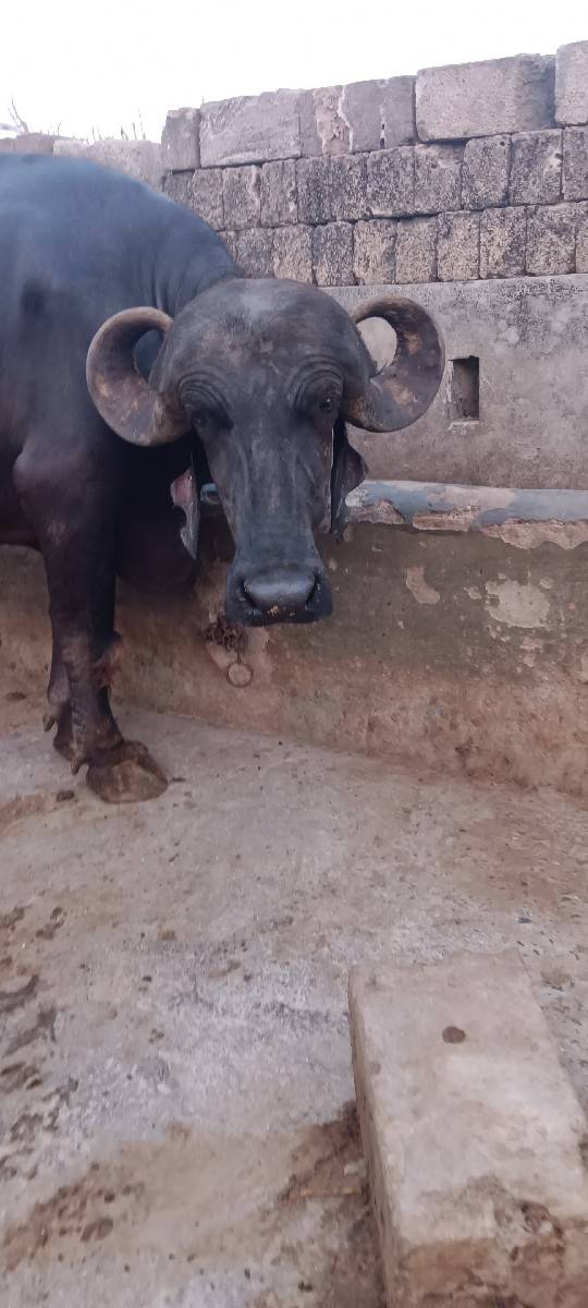 ભેંસ વેચવાની છે