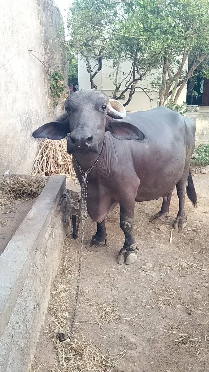 ભેંસ વેચવાની છે ગામ ગોખલાણા