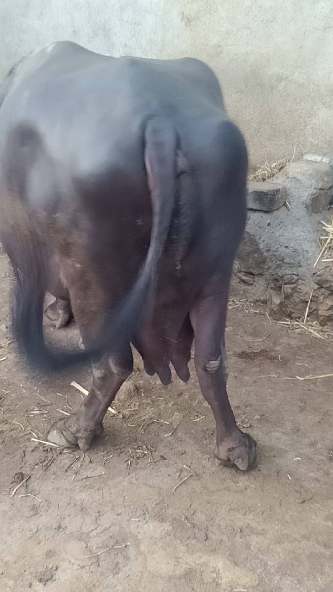 ભેંસ વેચવાની છે ગામ ગોખલાણા