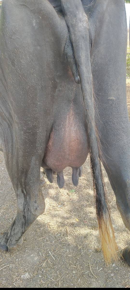 4વેતર વિયાસે