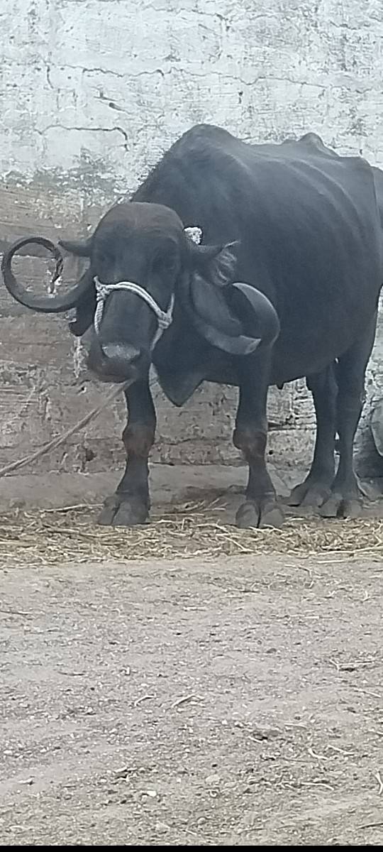 4વેતર વિયાસે
