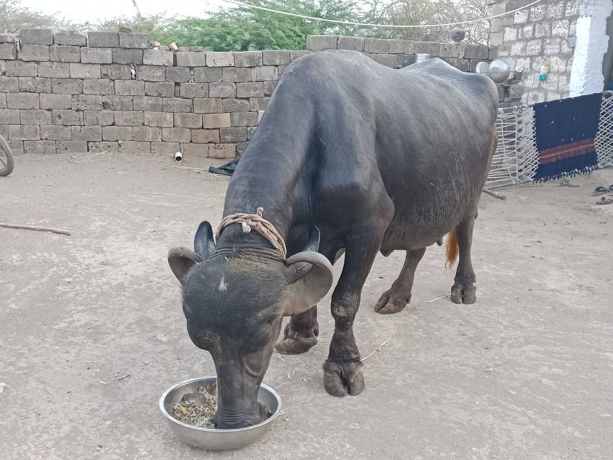 લેવા માટે જ ફોન કે મેસેજ કરવો
