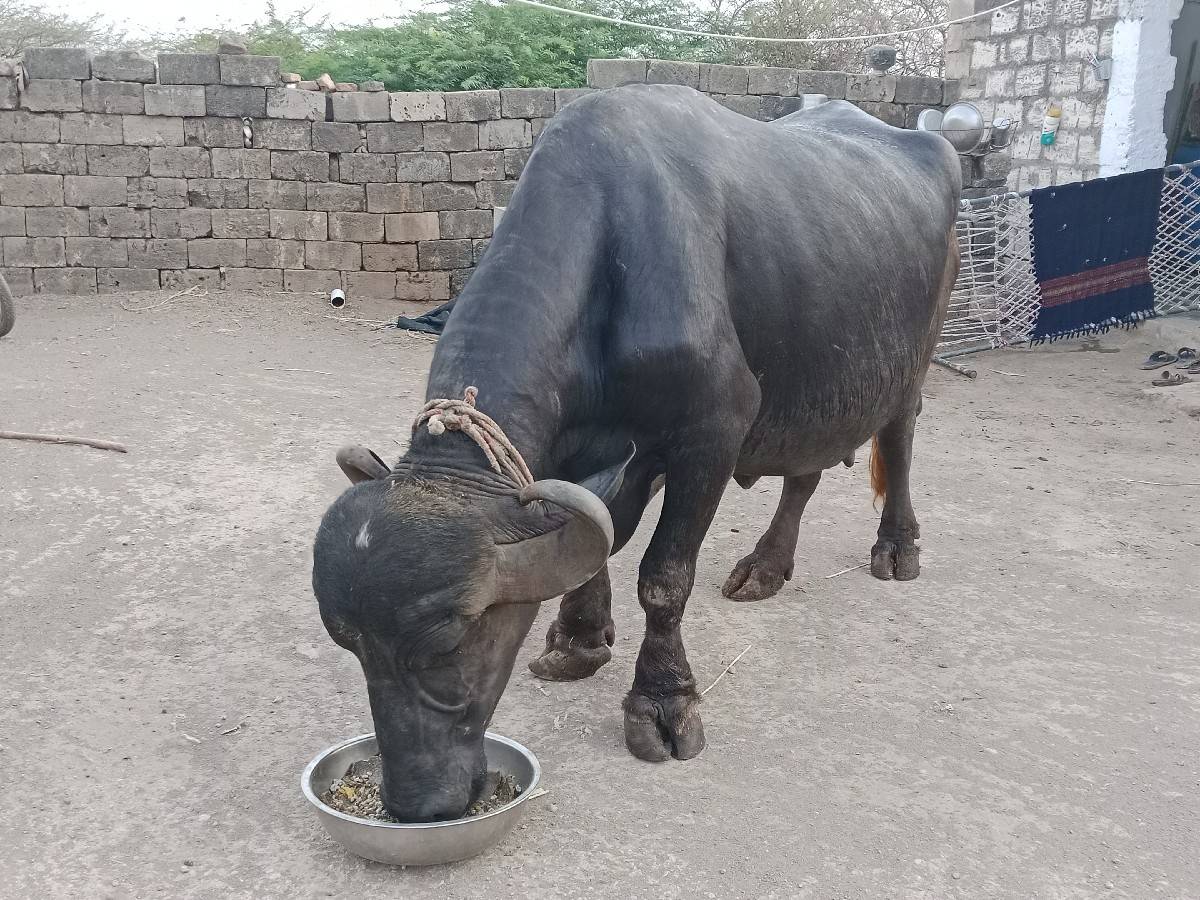 લેવા માટે જ ફોન કે મેસેજ કરવો