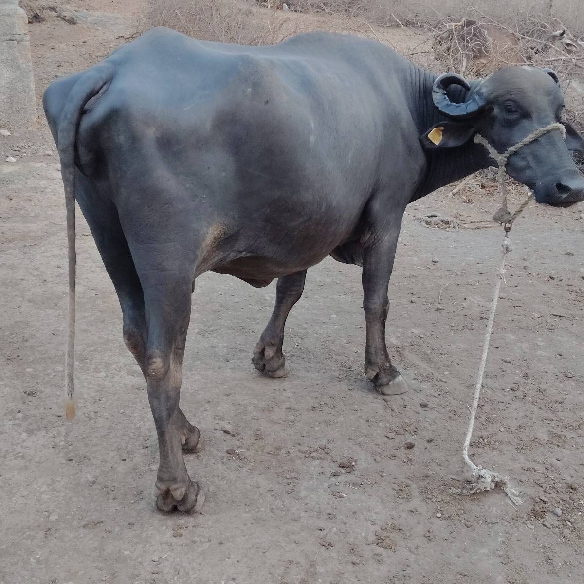 ભેંસ વેચવાની છે