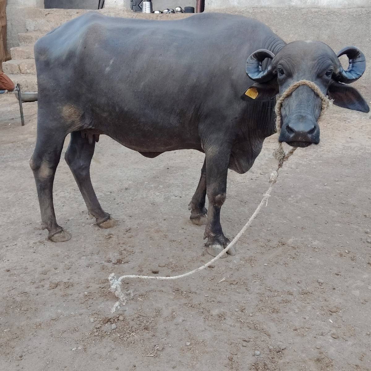 ભેંસ વેચવાની છે